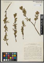 Foto von Salix sachalinensis F. Schmidt
